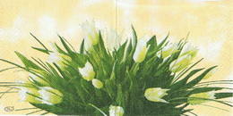 KV 033 - ubrousek 25x35 - tulipán svazek