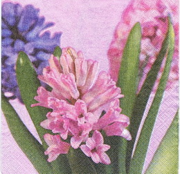 KV 142 - ubrousek 33x33 - hyacint