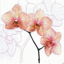 KV 251 - ubrousek33x33 - orchidej na blm - zvtit obrzek
